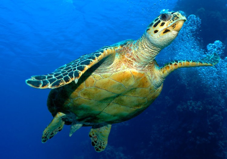 Hawksbill turtle (Eretmochelys imbricata), Red Sea, Egypt